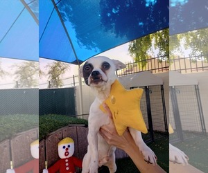 Chihuahua Dogs for adoption in Phoenix, AZ, USA
