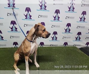Bullmastiff Dogs for adoption in Orlando, FL, USA