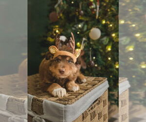 Medium Photo #1 Australian Shepherd-Unknown Mix Puppy For Sale in Phoenix, AZ, USA