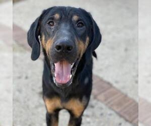 Black and Tan Coonhound Dogs for adoption in Fredericksburg, TX, USA