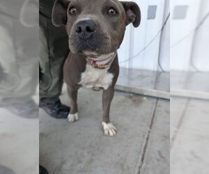 American Pit Bull Terrier Dogs for adoption in Bakersfield, CA, USA