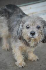 Shih Tzu-Unknown Mix Dogs for adoption in Cokato, MN, USA