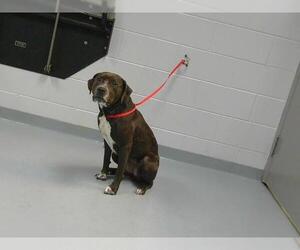Labrador Retriever-Unknown Mix Dogs for adoption in St. Cloud, FL, USA