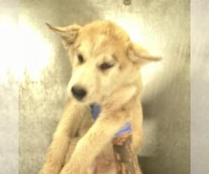 German Shepherd Dog-Siberian Husky Mix Dogs for adoption in HESPERIA, CA, USA