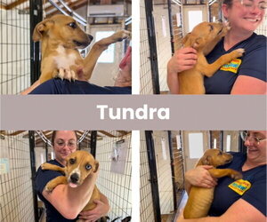 Labrador Retriever-Unknown Mix Dogs for adoption in The Woodlands, TX, USA