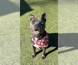 Mutt Dogs for adoption in Newton, NC, USA