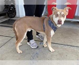 American Pit Bull Terrier-Siberian Husky Mix Dogs for adoption in Bakersfield, CA, USA