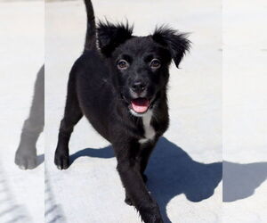 Australian Terrier-Unknown Mix Dogs for adoption in Green Forest, AR, USA