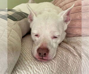 Bull Terrier-Pembroke Welsh Corgi Mix Dogs for adoption in Middlesex, VT, USA