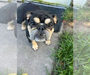 Bulldog Dogs for adoption in Valrico, FL, USA