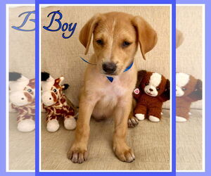 Labrador Retriever-Unknown Mix Dogs for adoption in Virginia Beach, VA, USA