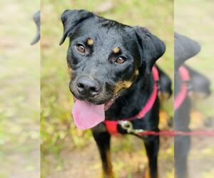 Rottweiler Dogs for adoption in Social Circle, GA, USA