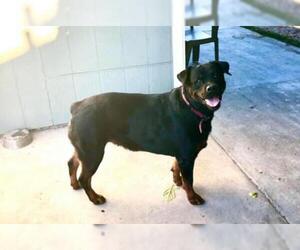 Rottweiler Dogs for adoption in Pittsburg, CA, USA