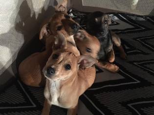 Chiweenie Dogs for adoption in Edmond, OK, USA