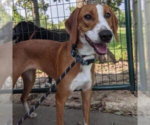 Coonhound Dogs for adoption in Overland Park, KS, USA