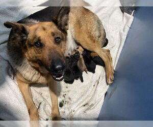 German Shepherd Dog Dogs for adoption in San Bernardino, CA, USA