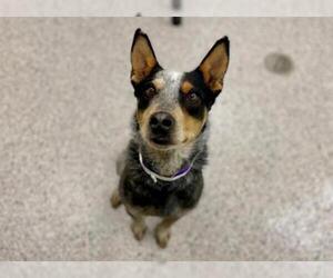 Australian Cattle Dog Dogs for adoption in Brighton, CO, USA