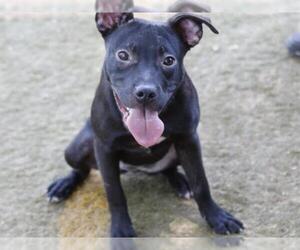 Labrador Retriever-Unknown Mix Dogs for adoption in Tallahassee, FL, USA