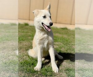 Medium Photo #3 Mutt Puppy For Sale in PIPE CREEK, TX, USA