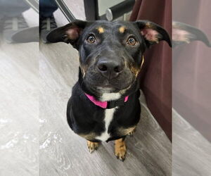 Mutt Dogs for adoption in Woodbury, NY, USA