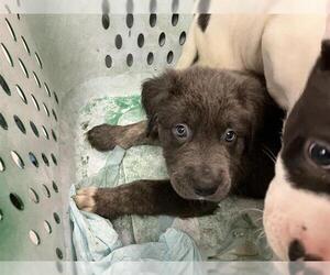 American Pit Bull Terrier-Unknown Mix Dogs for adoption in Long Beach, CA, USA