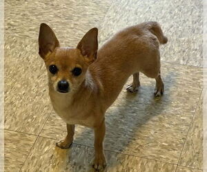 Chihuahua-Unknown Mix Dogs for adoption in Sistersville, WV, USA