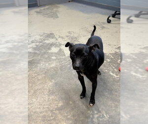 Feist Terrier-Unknown Mix Dogs for adoption in Tallahassee, FL, USA