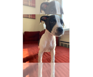 German Shorthaired Lab Dogs for adoption in Brewster, NY, USA