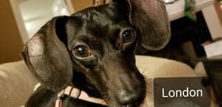 Dachshund Dogs for adoption in Garner, NC, USA