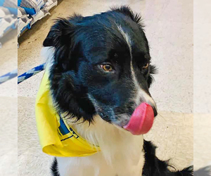 Border Collie Dogs for adoption in Rowlett, TX, USA