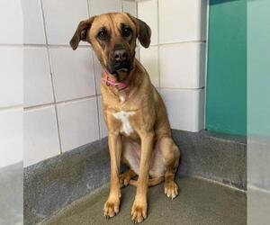 Black Mouth Cur Dogs for adoption in San Antonio, TX, USA