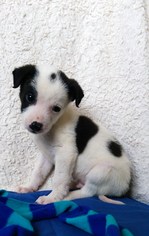 Border Collie Dogs for adoption in Newark, DE, USA