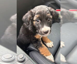 Australian Shepherd-Collie Mix Dogs for adoption in Columbus, IN, USA