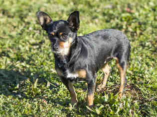 Medium Photo #1 Chihuahua Puppy For Sale in Placerville, CA, USA