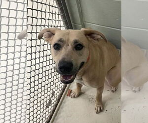 Mutt Dogs for adoption in Webster, WI, USA