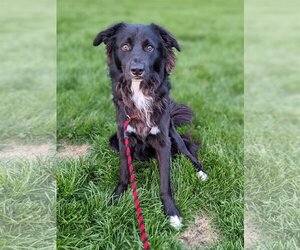 Border Collie Dogs for adoption in Maple Grove, MN, USA