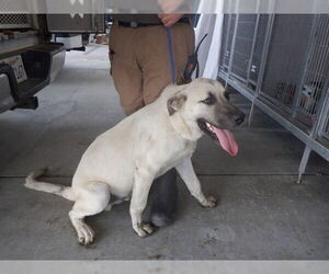 Anatolian Shepherd-Unknown Mix Dogs for adoption in Oroville, CA, USA