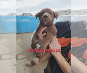 Mutt Dogs for adoption in Evansville, IN, USA