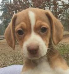 Meagle Dogs for adoption in Texarkana, TX, USA