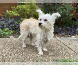 Mutt Dogs for adoption in PIPE CREEK, TX, USA