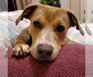 Mutt Dogs for adoption in League City, TX, USA