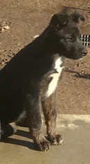 Medium Photo #1 German Shepherd Dog Puppy For Sale in MORENO VALLEY, CA, USA