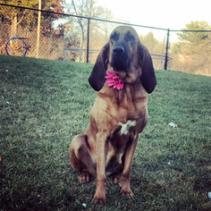 Bloodhound Dogs for adoption in Maple Grove, MN, USA