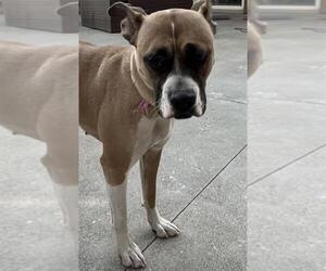 Boxer-Unknown Mix Dogs for adoption in Rancho Cucamonga, CA, USA