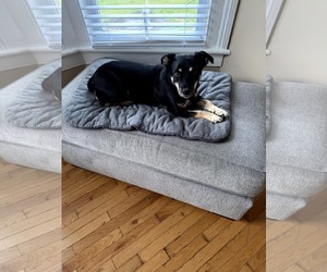 Jack-Rat Terrier Dogs for adoption in New Hampton, NY, USA