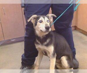 German Shepherd Dog-Unknown Mix Dogs for adoption in Sacramento, CA, USA