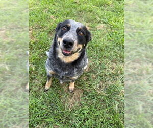 Mutt Dogs for adoption in Woodbury, NY, USA