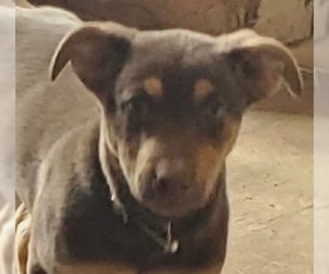 Australian Kelpie Dogs for adoption in Cabool, MO, USA