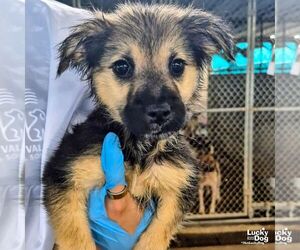 Spaniel-Unknown Mix Dogs for adoption in Washington, DC, USA