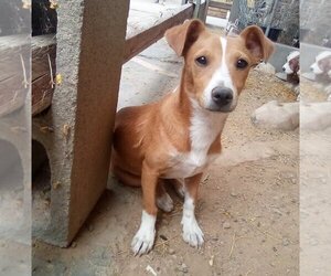 Italian Greyhound-Jack Russell Terrier Mix Dogs for adoption in Apple Valley, CA, USA